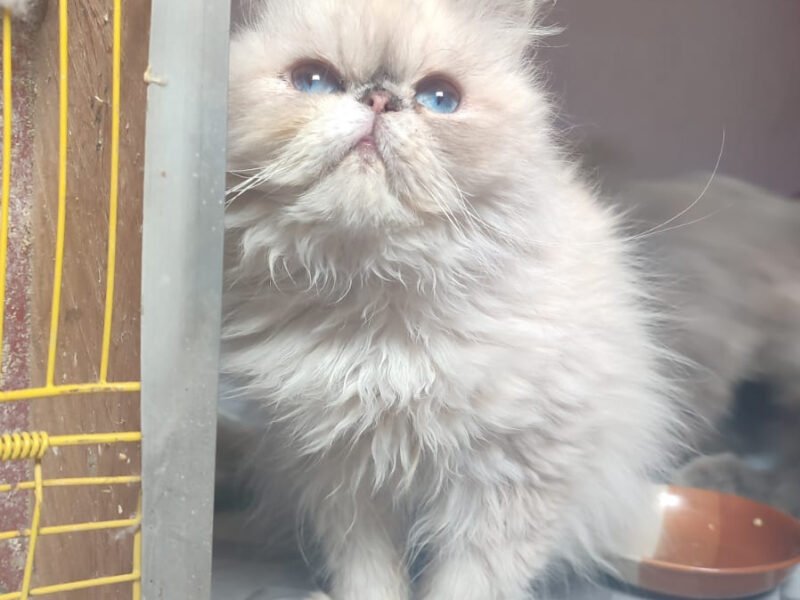 Femelle persan himalayenne - Animaux Maroc