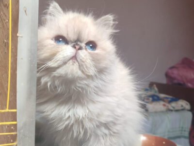 Femelle persan himalayenne - Animaux Maroc