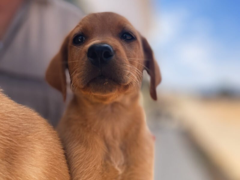 Chiots Labrador à vendre - Animaux Maroc