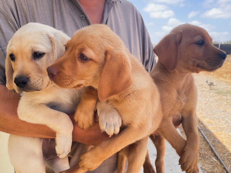 Chiots Labrador à vendre - Animaux Maroc