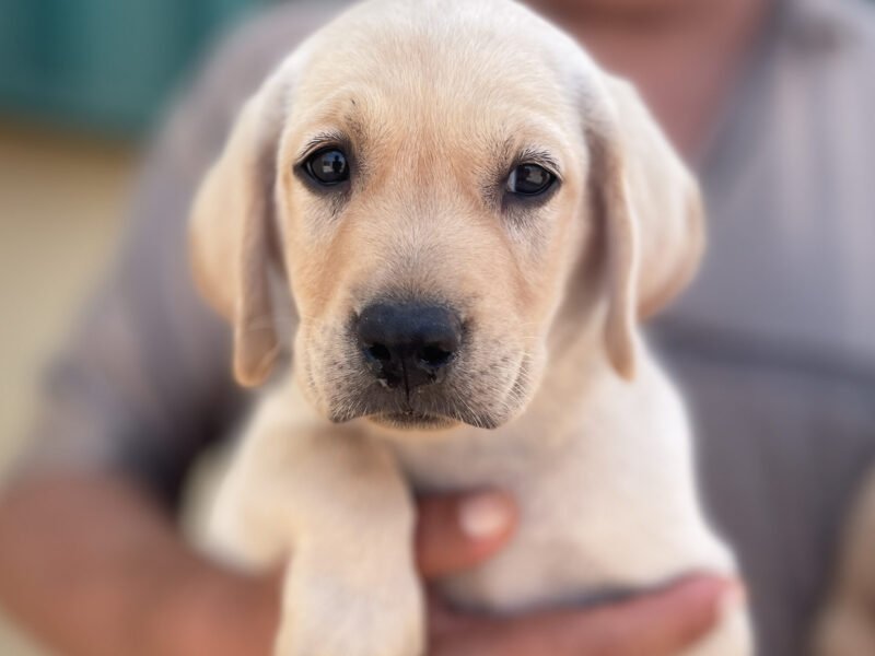 Chiots Labrador à vendre - Animaux Maroc