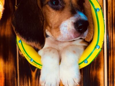 Chien beagle