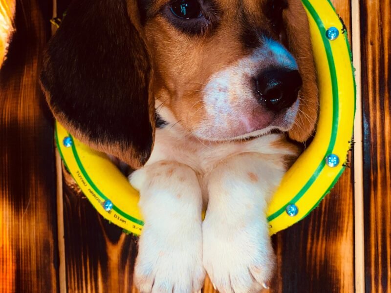 Chien beagle